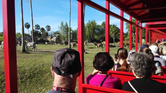 Busch Gardens Florida Tampa Bay Shows Thrills Safari