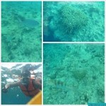 Bohol Island Hopping Snorkelling and Dolphin Watching
