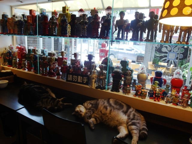 Inside Robot Cafe with REAL HUGE CATS