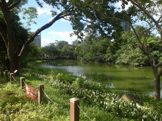 Swamp and Ecological Pond at Daan Park Taipei