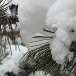 Arty shot of snow and pine tree