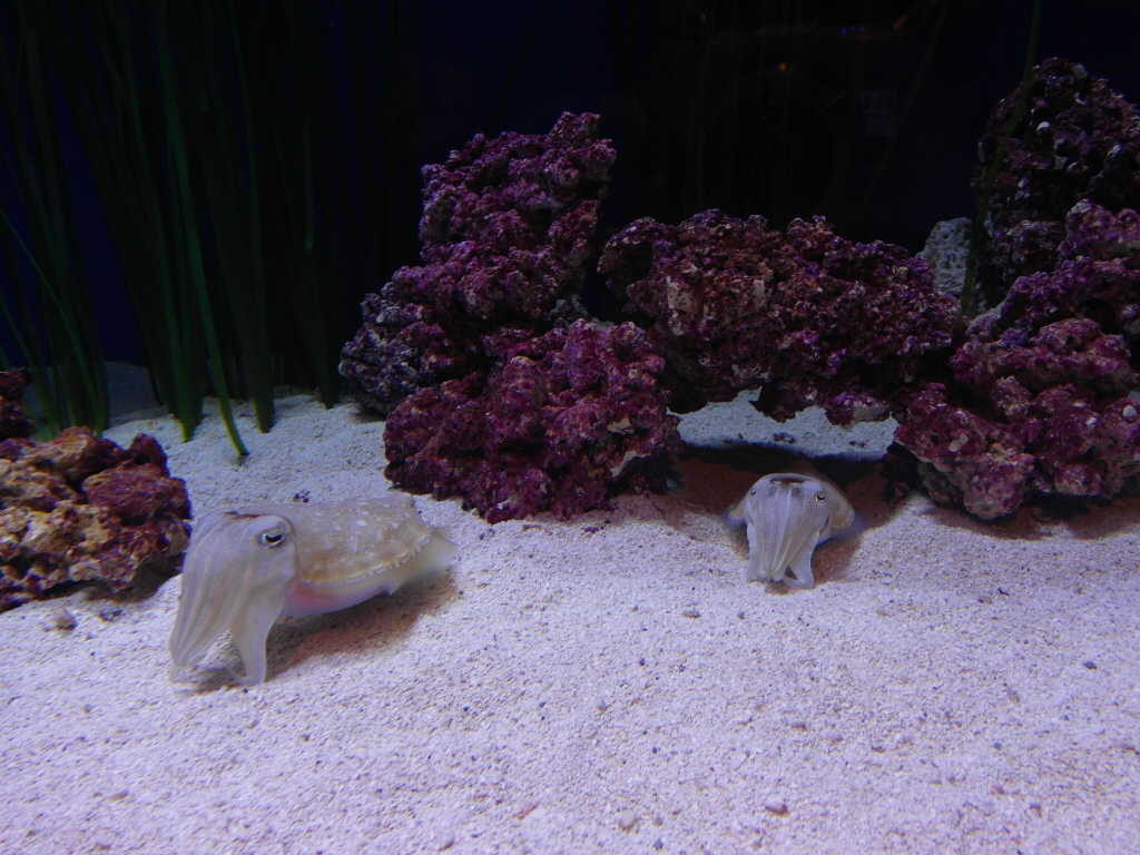 Pharaoh Cuttlefish Monterey Bay Aquarium