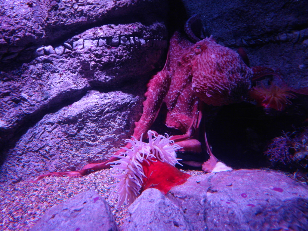 Giant Octopus moving towards us Monterey Bay Aquarium