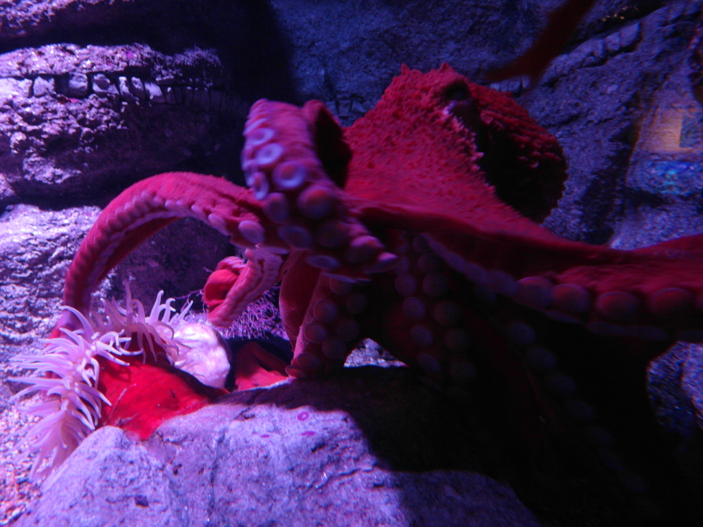 Giant Octopus edging even closer