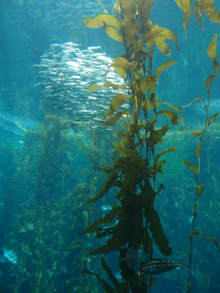 School of fish and kelp