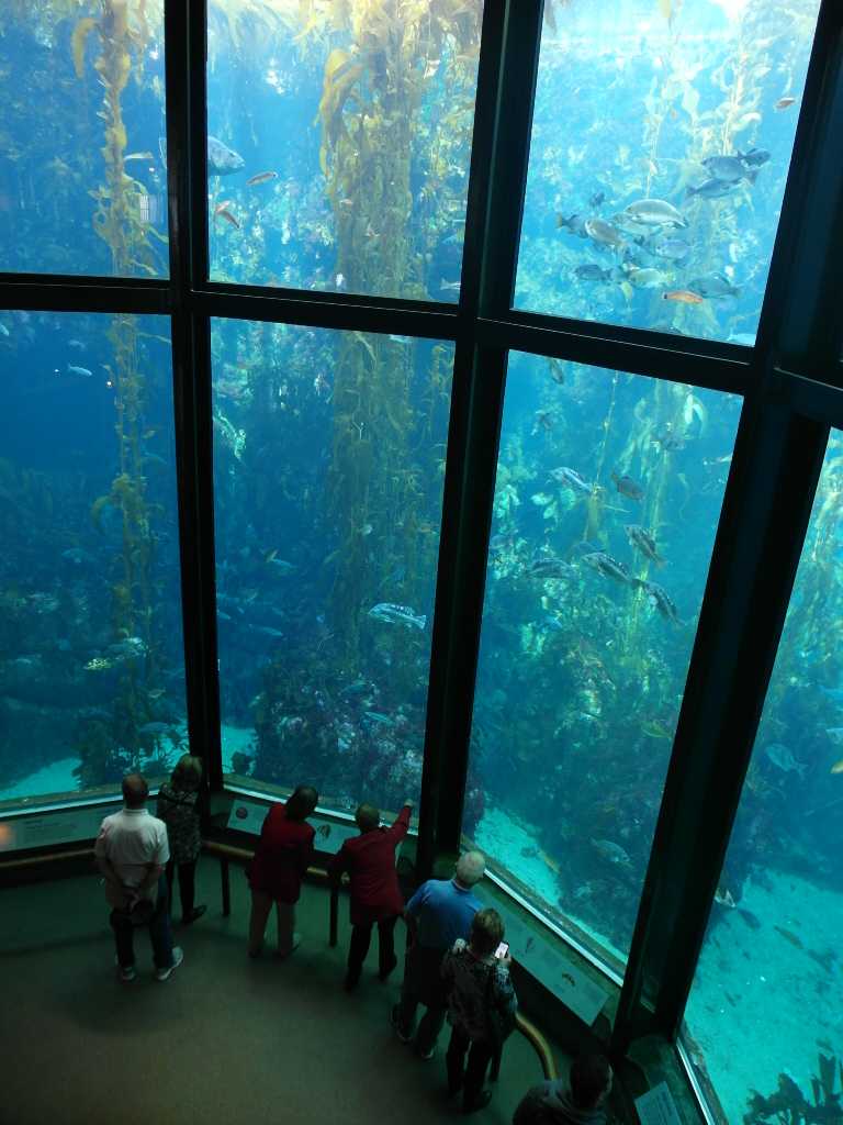Double Storey Kelp display at Monterey Bay Aquarium