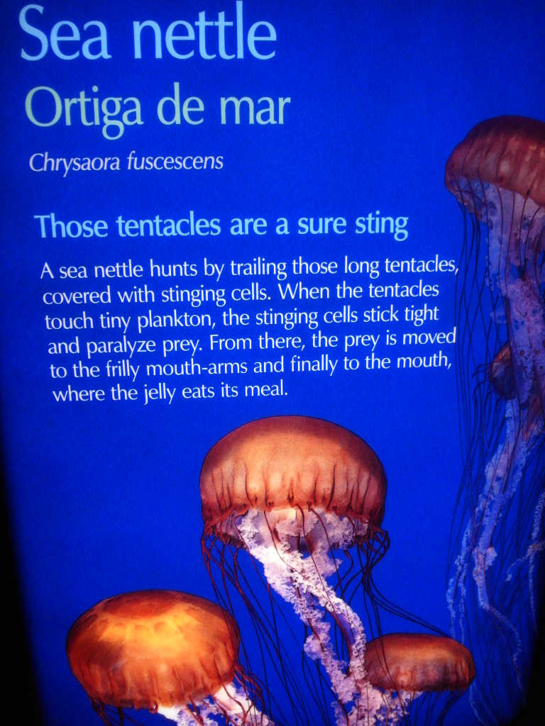 Info of Sea Nettles at Jellies