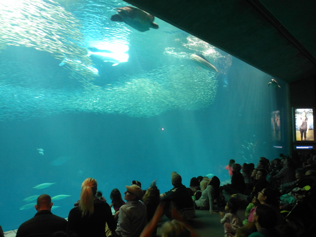 The Open Sea Monterey Bay Aquarium