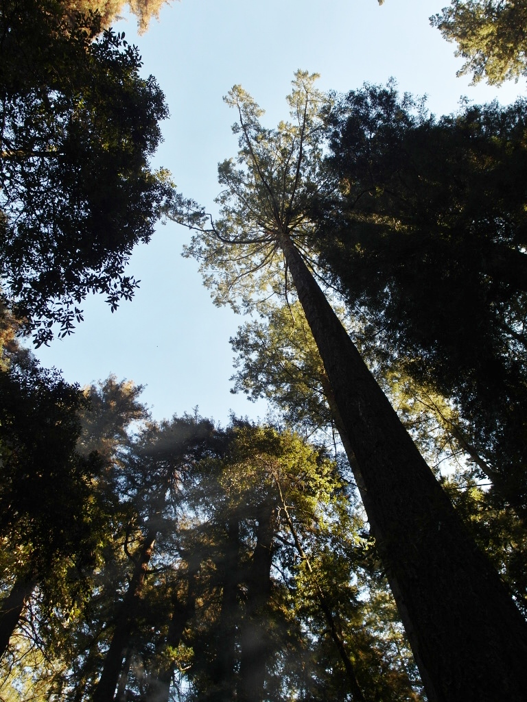 Tall Redwoods and Clear Skies