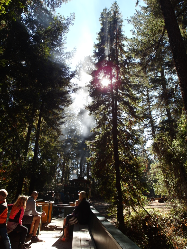 Sun peeping through the redwoods