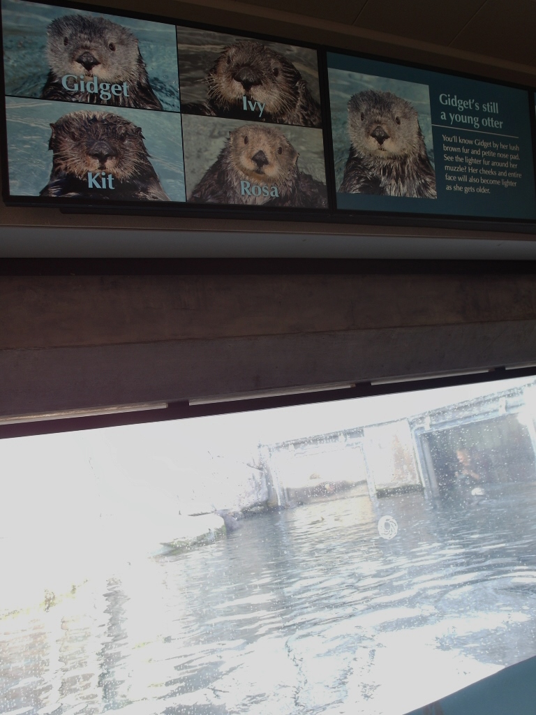 Name of Otters at Monterey Bay Aquarium