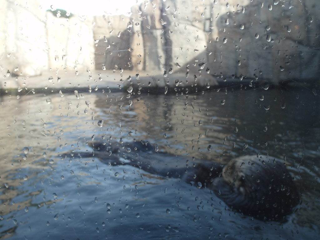 Otters Chilling at the Monterey Bay Aquarium