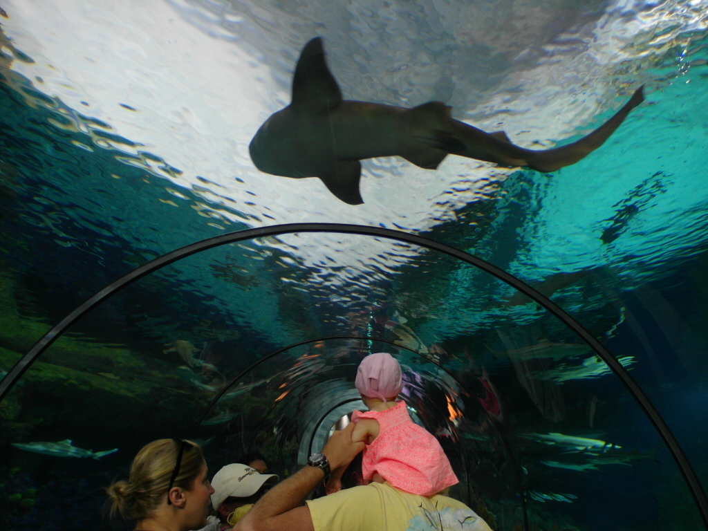 Shark Tunnel San Diego SeaWorld