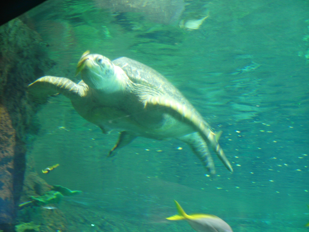 Sea Turtle San Diego SeaWorld