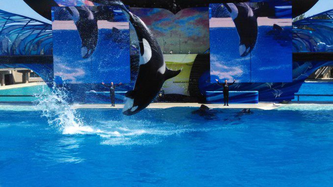 SeaWorld San Diego: Have a “Killer Whale” of a time! – 2bearbear World ...