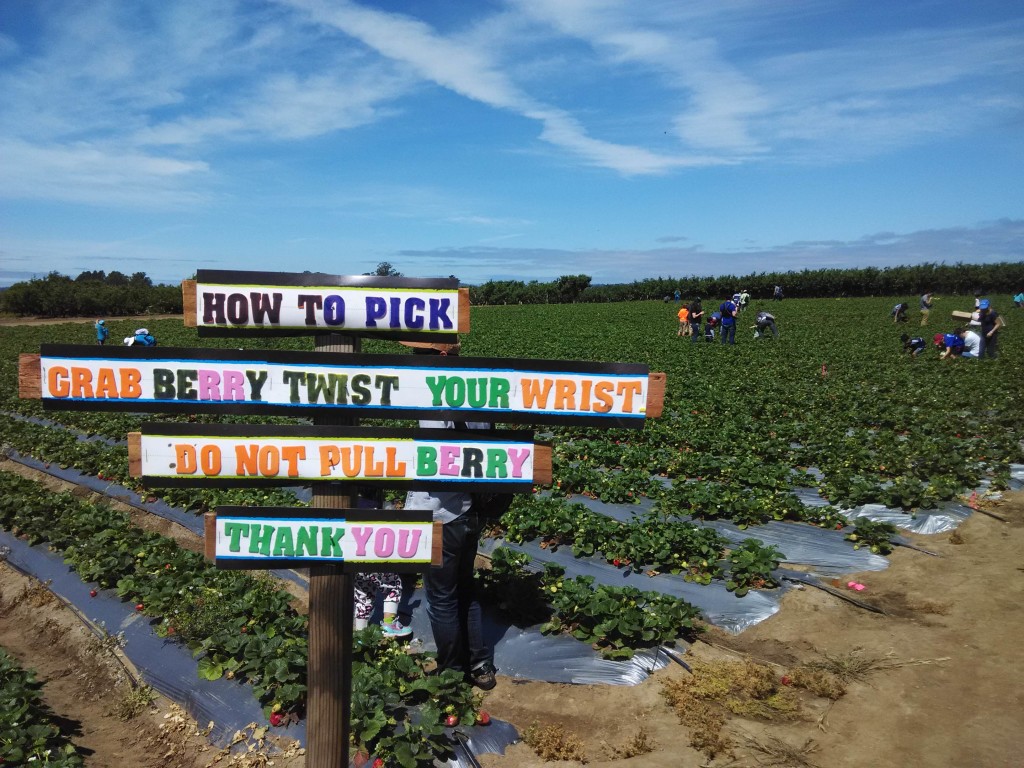 How to pick strawberries at Gizdich Ranch