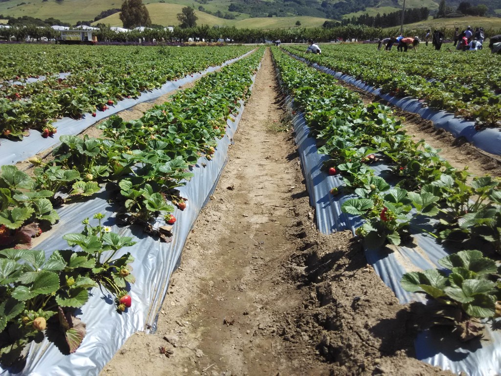 Rows of Strawberries at Gizdich Ranch Watsonville California