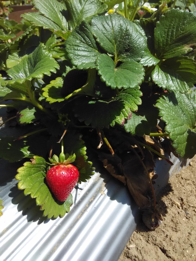 Fresh Strawberry waiting to be picked!