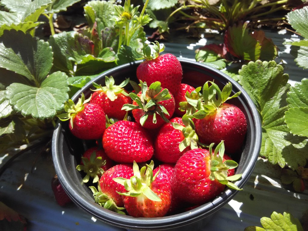 Strawberry Picking Gizdich Ranch Watsonville California