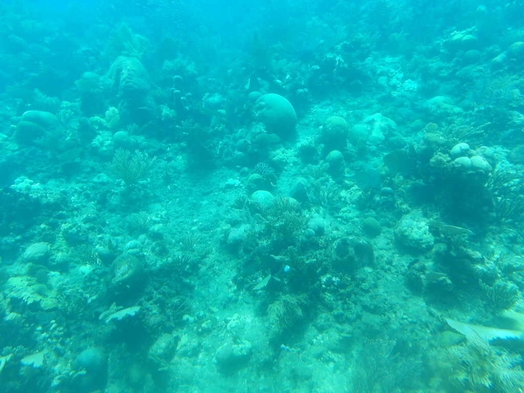 Corals Roatan Island