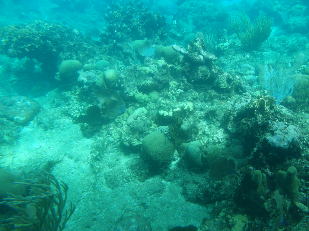 Corals Roatan Island Honduras