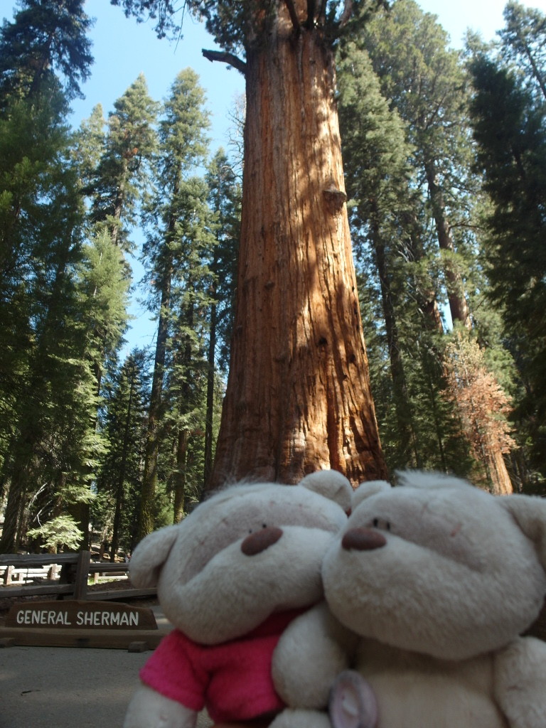 General Sherman Sequoia National Park 2bearbear