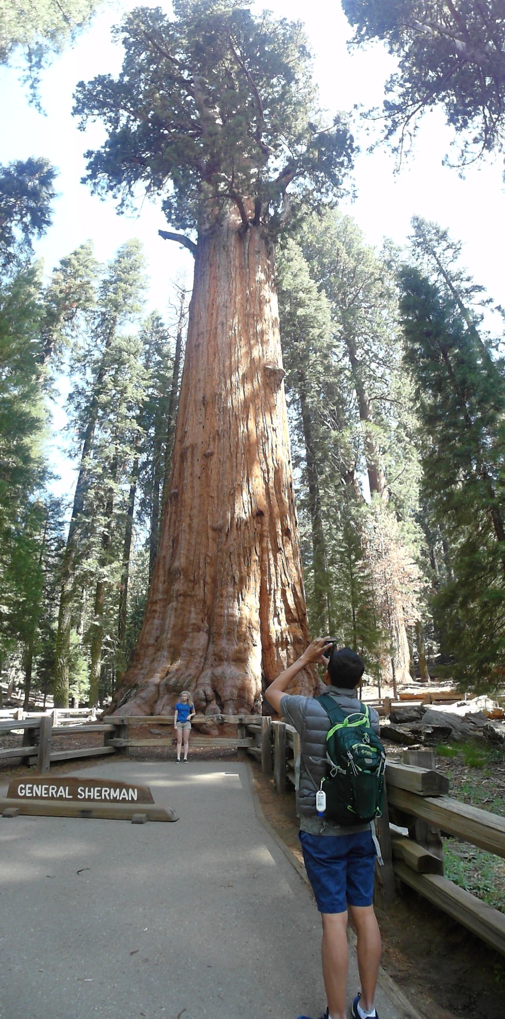 General Sherman 2 Sequoia National Park