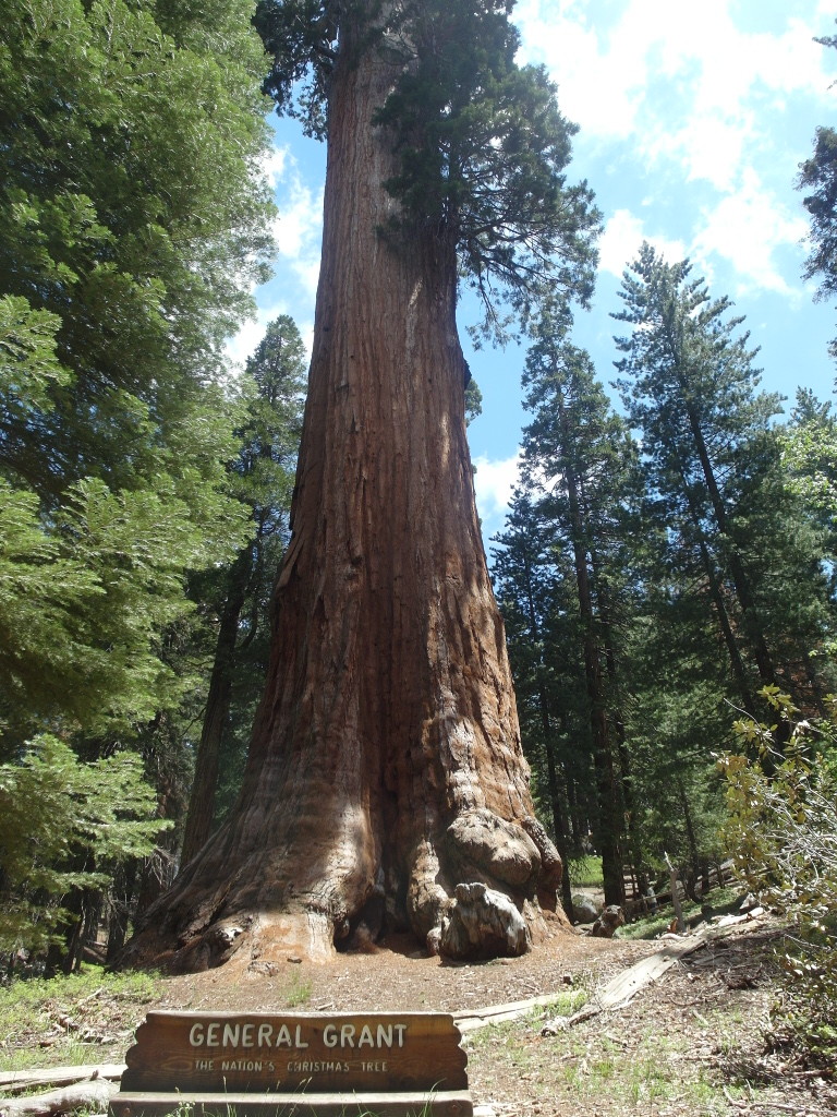 General Grant Sequoia National Park