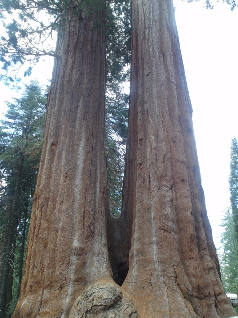 Double Trunks Sequoia National Park