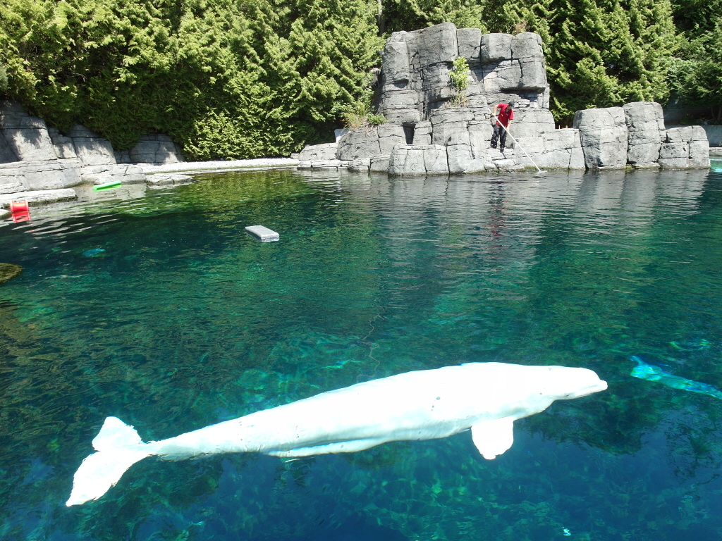 Beluga Vancouver Aquarium