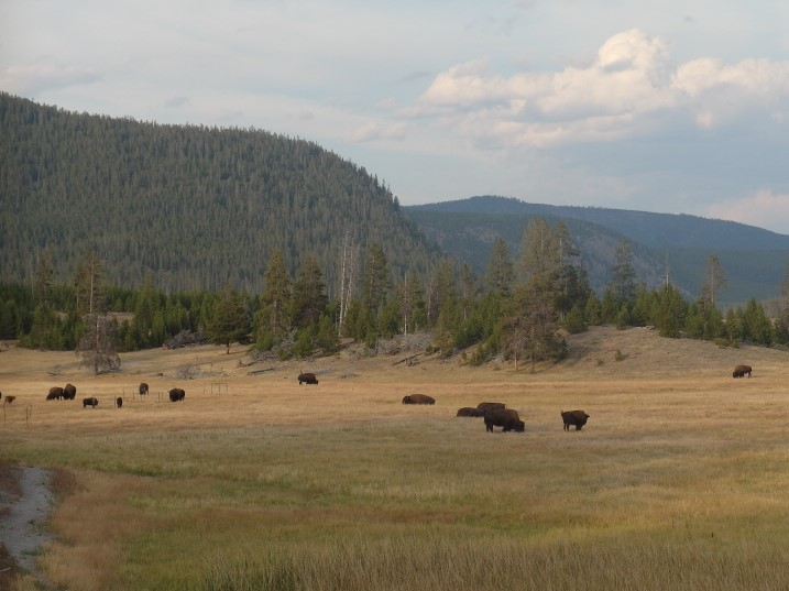 Herd of Bisons Yellowstone National Park