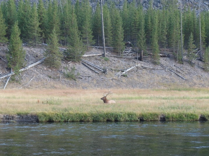 Deer Yellowstone National Park