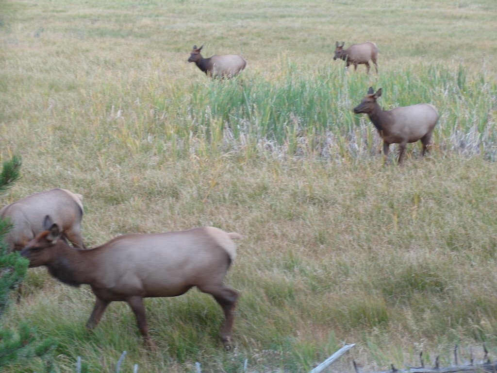 Herd of Deer Yellowstone National Park