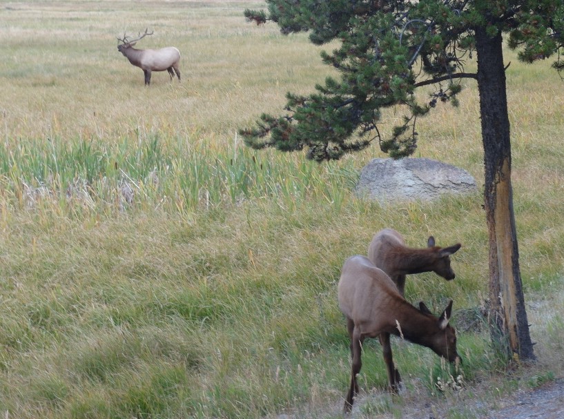 Herd of Deer Yellowstone National Park