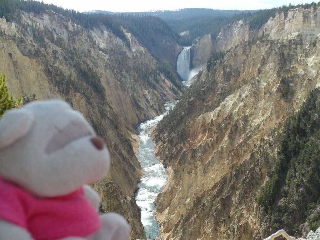 2bearbear @ Artist Point Yellowstone National Park