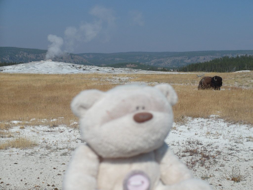 2bearbear @ Old Faithful Yellowstone National Park (with bison chilling out nearby)