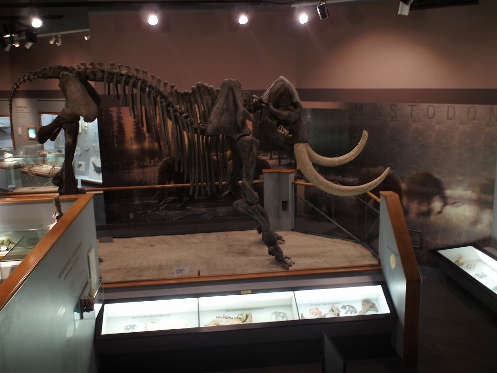 Skeleton of Mastadon at Memphis Pink Palace