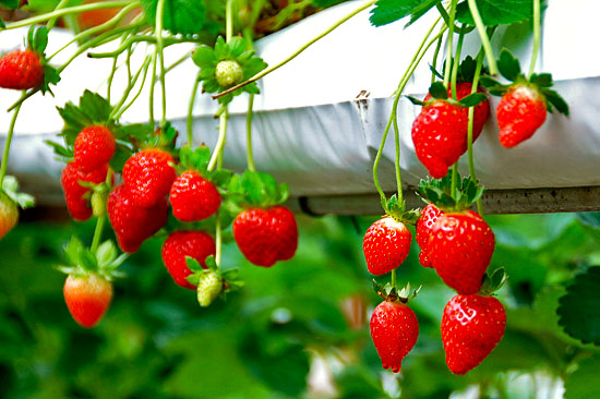 Strawberry Farm Genting