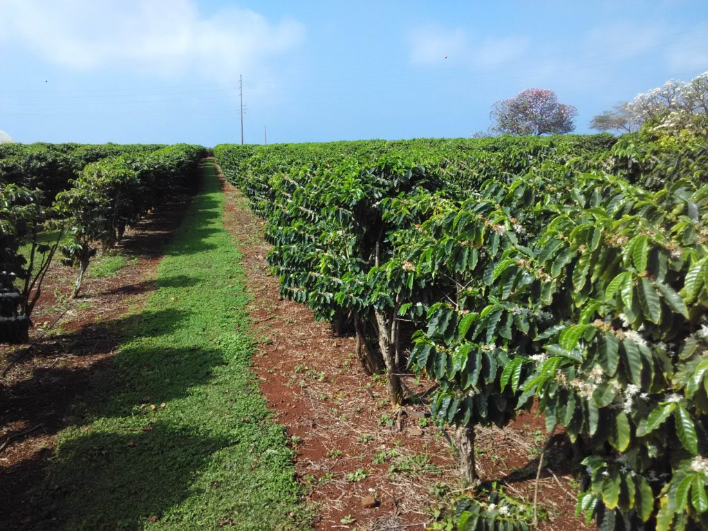 Coffee Plantation Kauai Coffee