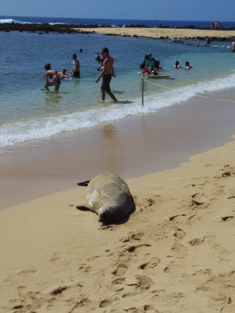 Resident Hawaiian Monk Seals at Poipu Beach