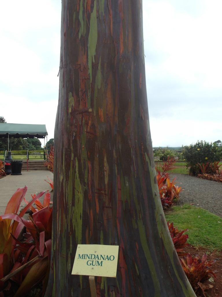 Gum Tree at Dole Plantation Hawaii