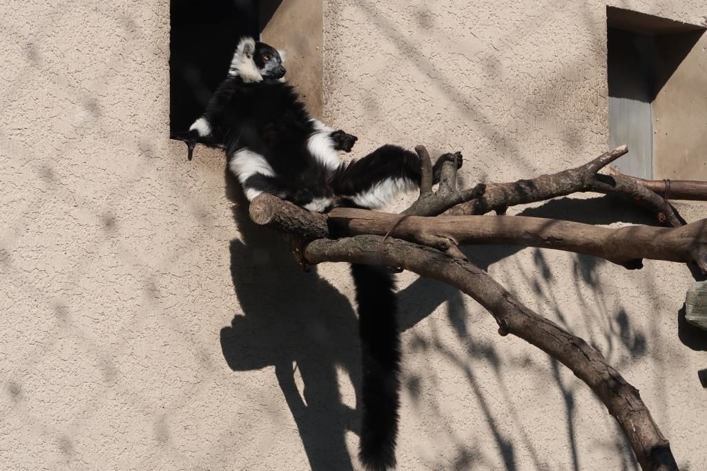 Black and White Ruffed Lemur suntanning at Tokyo Zoo