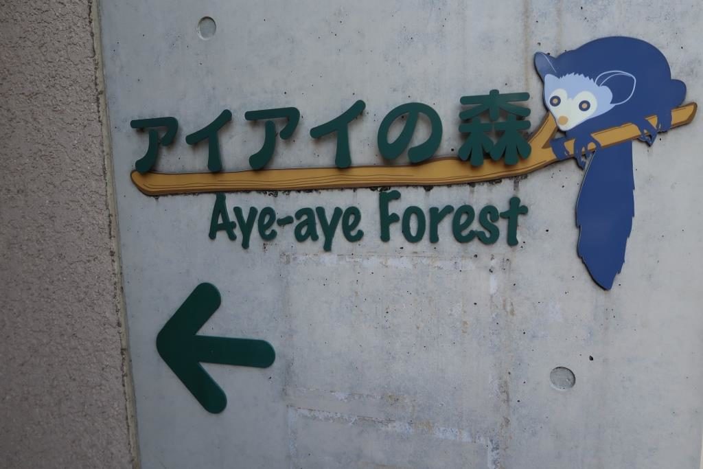 Aye Aye Forest Ueno Zoo