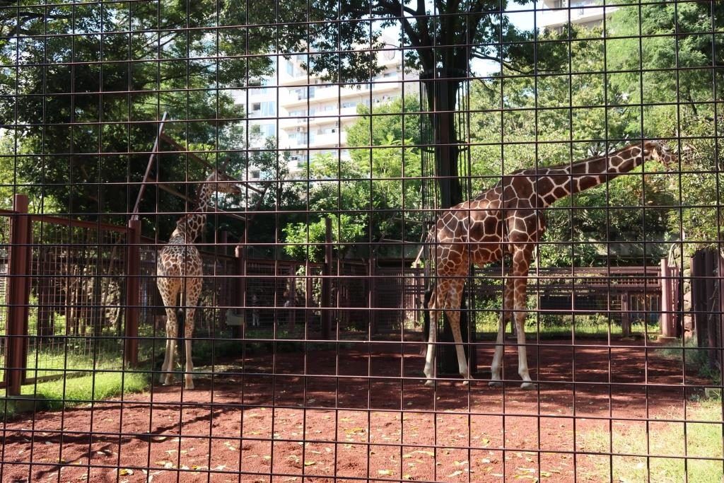 Giraffe at Ueno Zoo