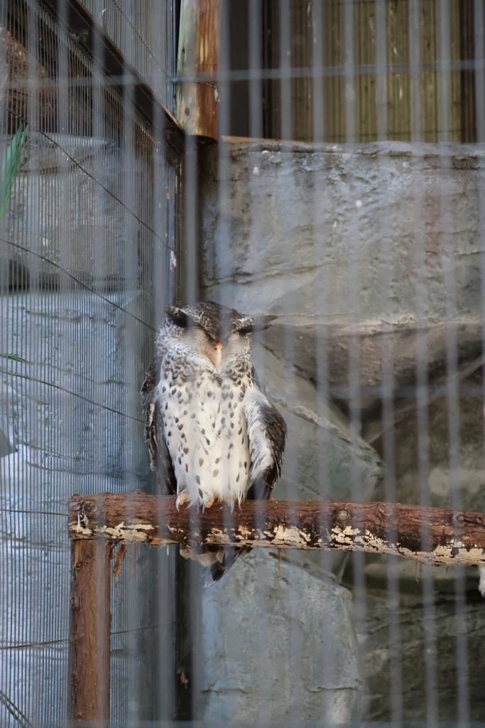 Wise Looking Owl Tokyo Zoo
