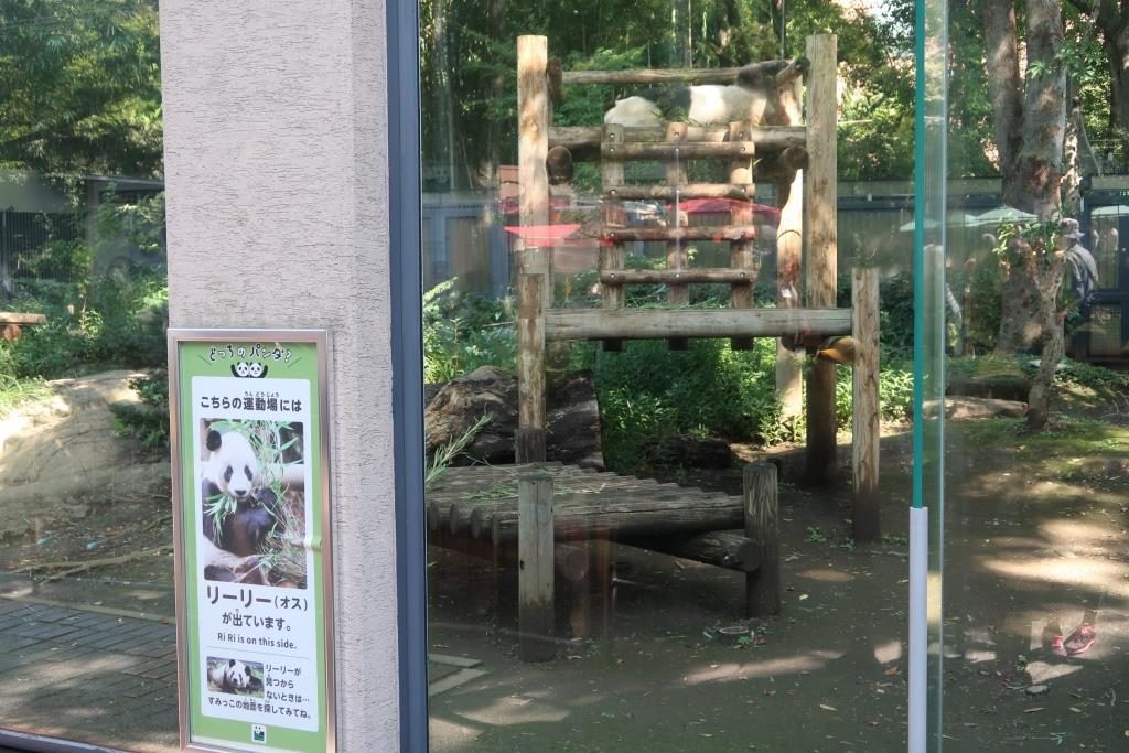 Sleeping Giant Panda Ueno Zoo