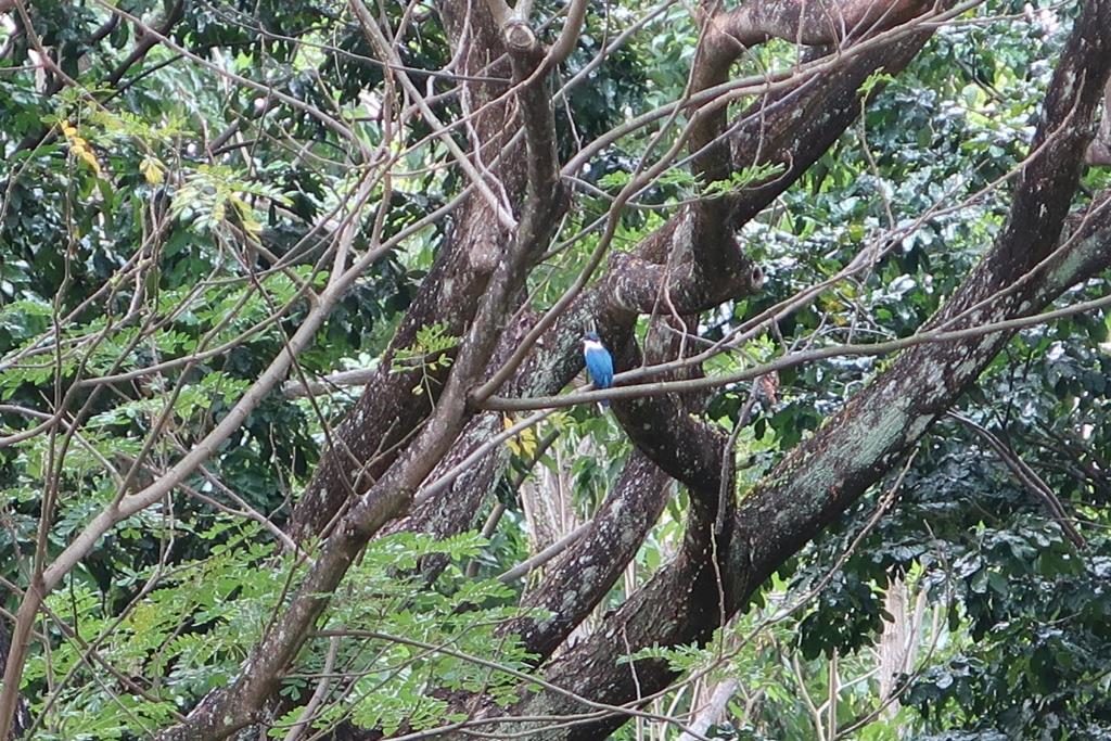 Bird Sightings Tampines Park Connector