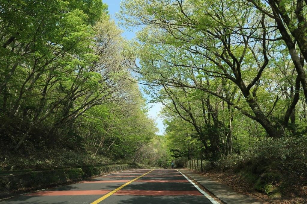 Jeju Mysterious Road: Can you see the uphill drive? (It's actually downhill! :O)