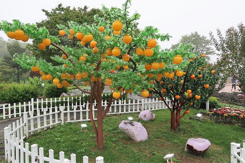 Famous Jeju Orange Trees in Glass Castle Jeju