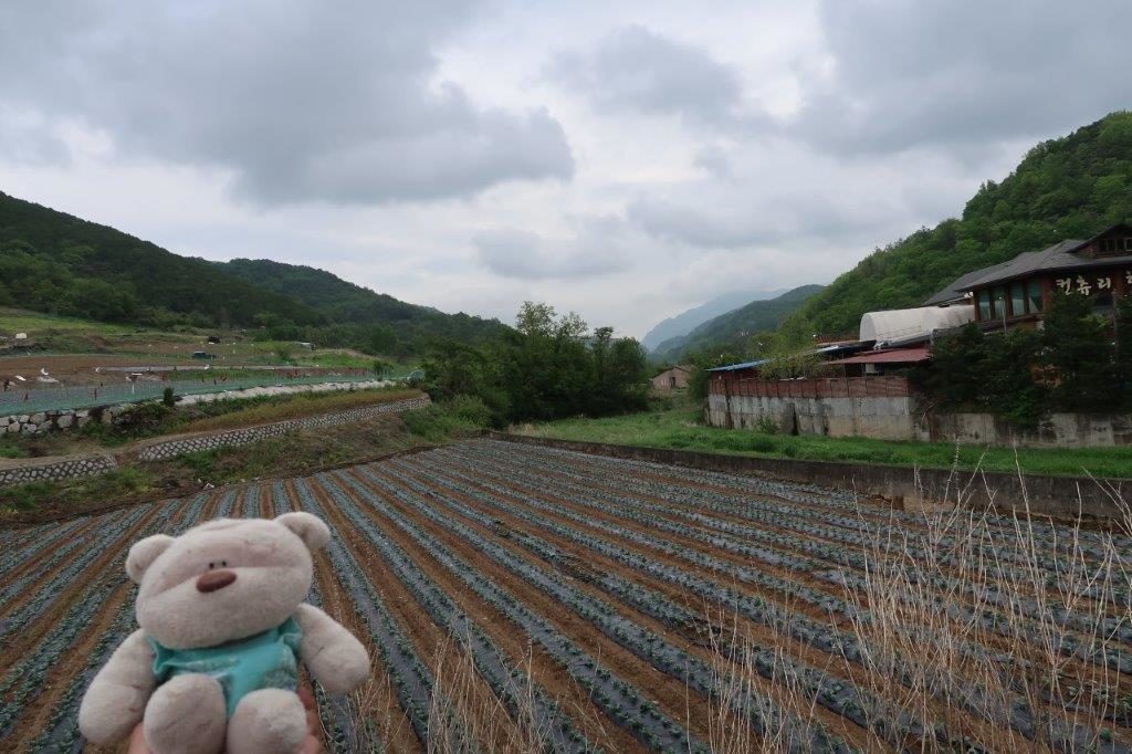 Fields enroute from Gyeongju to Danyang